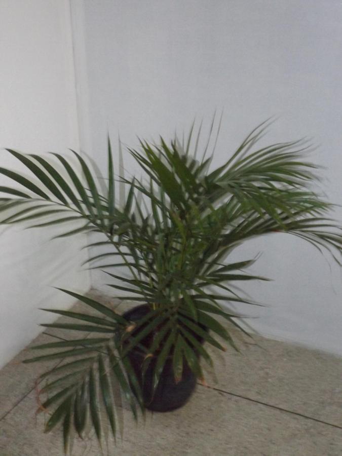 Hostel Lize Cumbica المظهر الخارجي الصورة